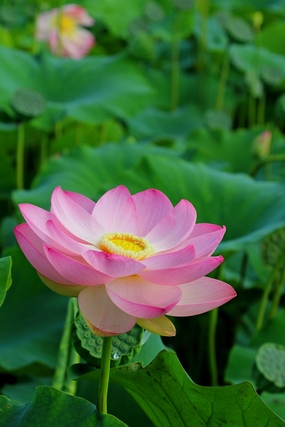 唯美高清荷塘荷花风景图片